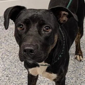 An adult medium-sized female Black Mixed Breed dog named Vienna for adoption in Greenville, SC