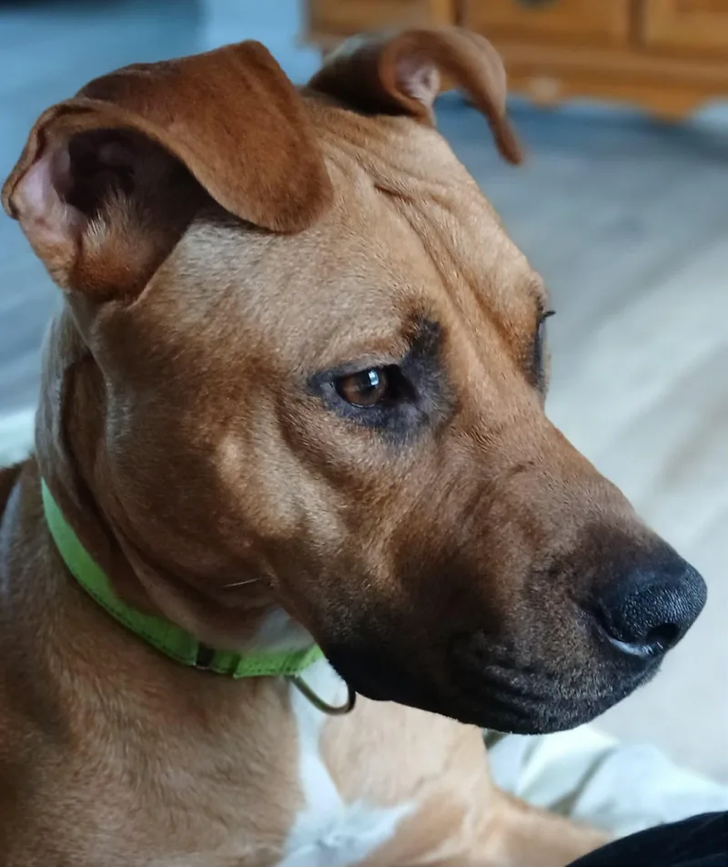 An adult medium-sized male American Staffordshire Terrier dog named Judge for adoption in Highland, NY