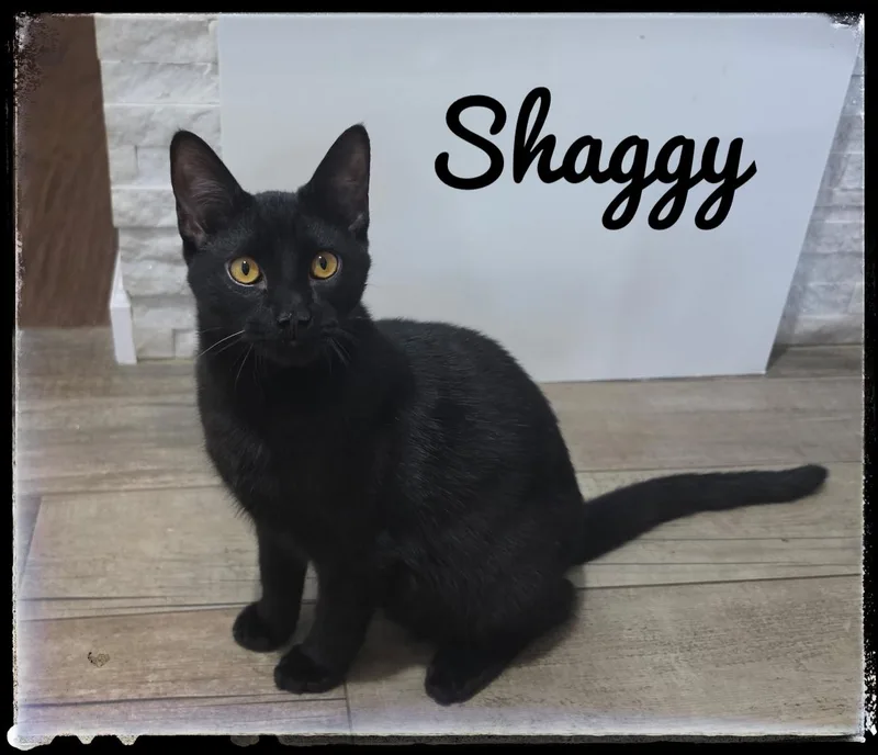 A baby small-sized male Domestic Short Hair cat named Shaggy for adoption in El Cajon, CA