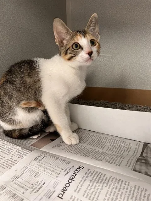 A baby medium-sized female Domestic Short Hair cat named Lily for adoption in Dallas, TX