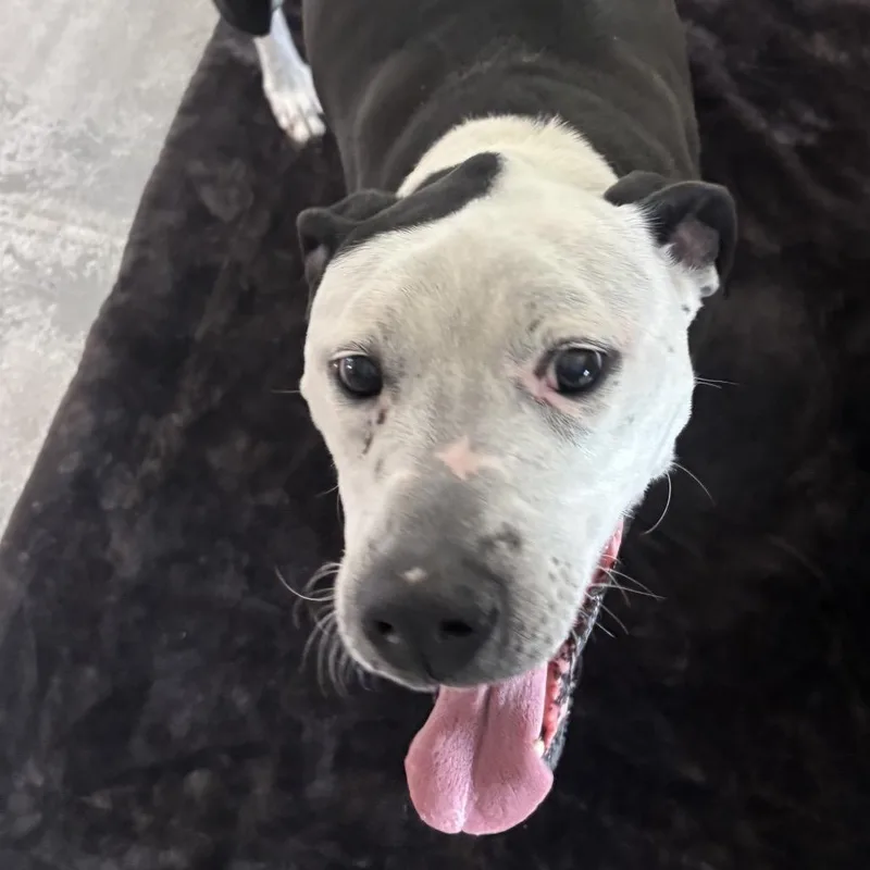 A senior large-sized female Black Pit Bull Terrier dog named Izzy for adoption in Peyton, CO