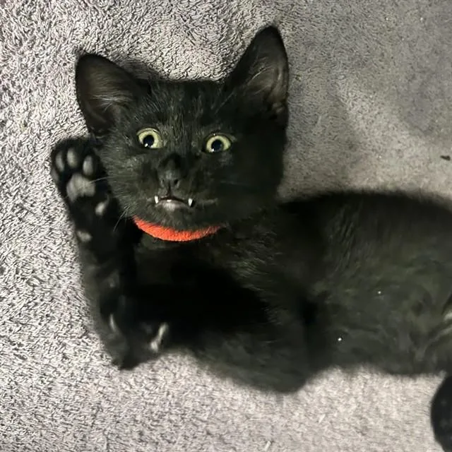 A baby small-sized female Domestic Medium Hair cat named Diva for adoption in Auburn, CA