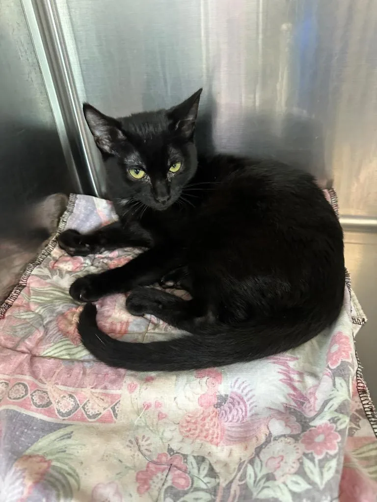 A baby small-sized female Domestic Short Hair cat named Zoe  Sponsored by for adoption in Newberg, OR