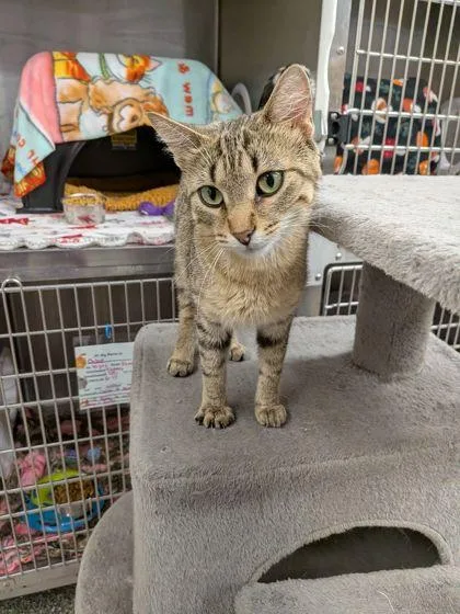 An adult small-sized female Domestic Short Hair cat named Savannah for adoption in Shawano, WI