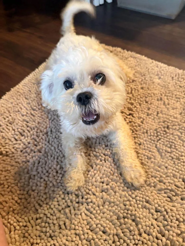 An adult small-sized male Maltese dog named Hopper for adoption in Barrington, IL