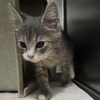 A baby small-sized male Domestic Short Hair cat named Eeyore for adoption in Voorhees, NJ