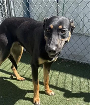 A young large-sized female German Shepherd Dog dog named Bloom for adoption in Texas City, TX