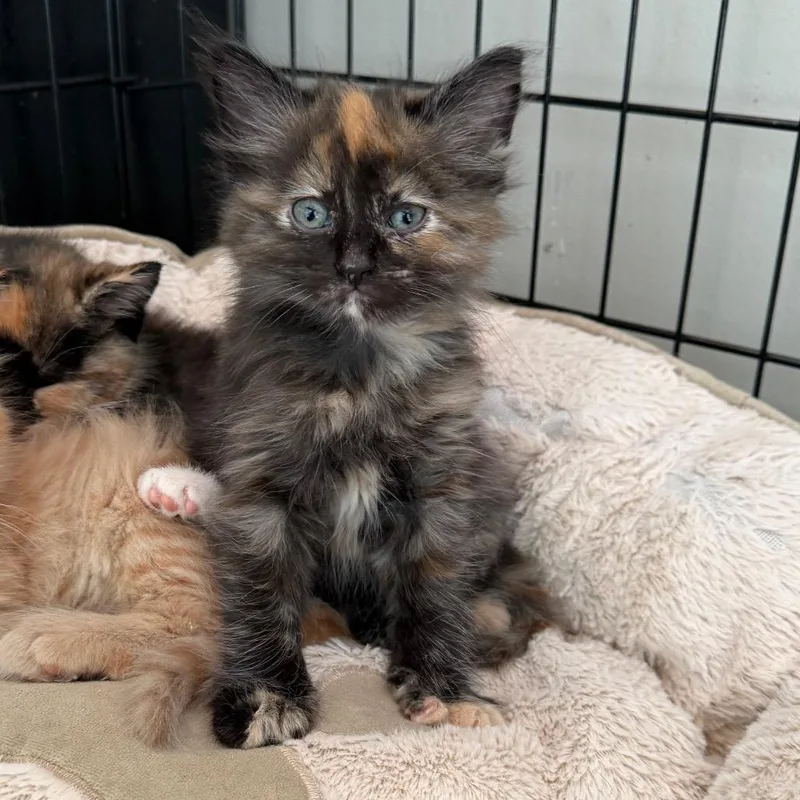 A baby small-sized female Black Domestic Short Hair cat named Brintellix for adoption in Detroit Lakes, MN