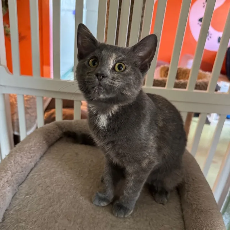A baby small-sized female Gray / Blue / Silver Russian Blue cat named Twizzler for adoption in Mount Vernon, IL