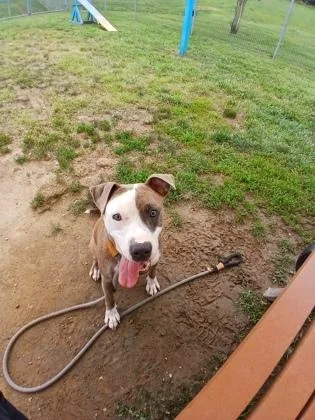 An adult medium-sized female Mixed Breed dog named Pomni for adoption in Fallston, MD