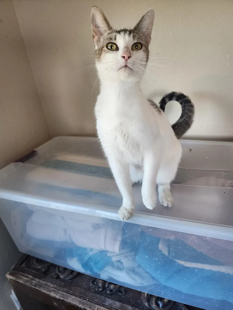 Spice Girl thumbnail 2