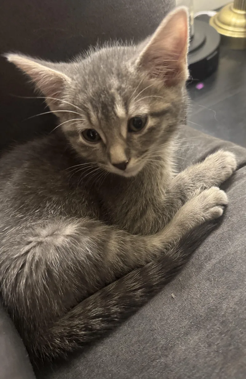 A baby medium-sized female Tabby (Brown / Chocolate) Tabby cat named Eliza for adoption in Lombard, IL