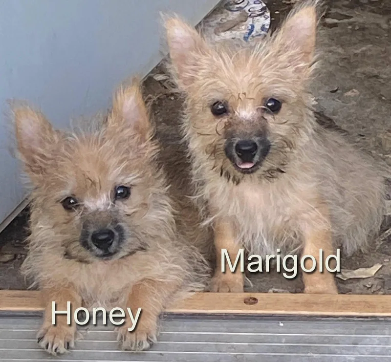 A young small-sized female Cairn Terrier dog named Honey for adoption in Rye, NH