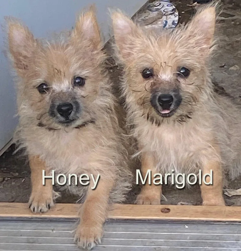 Honey thumbnail 2