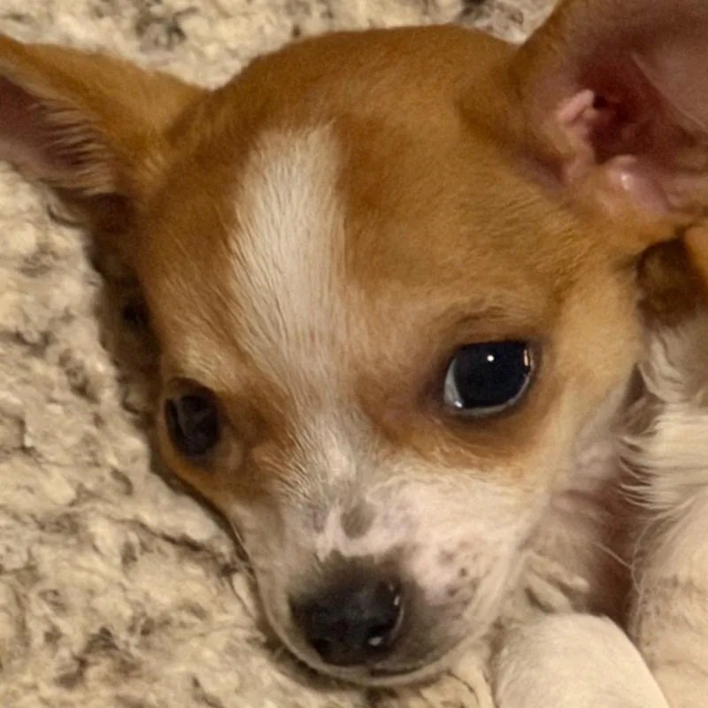 A baby small-sized male Chihuahua dog named Tobias for adoption in Kansas City, MO
