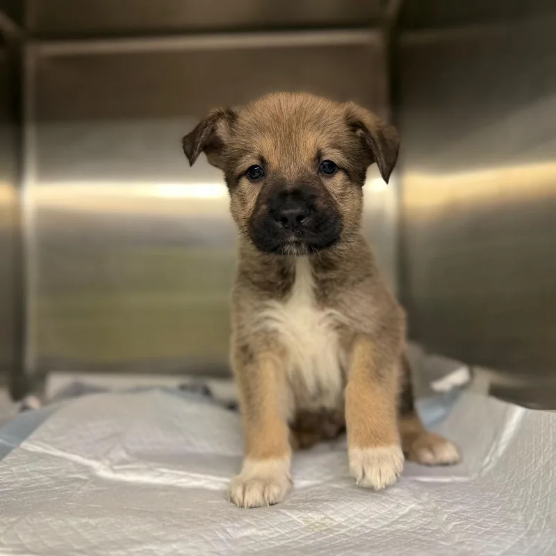 A baby small-sized male Yellow / Tan / Blond / Fawn Mixed Breed dog named Ross for adoption in Pauls Valley, OK
