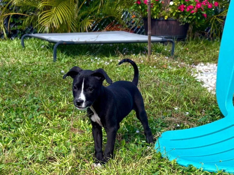 A baby small-sized female Hound dog named Hazelnut for adoption in Sebastian, FL