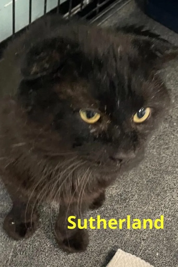 Sutherland thumbnail 6