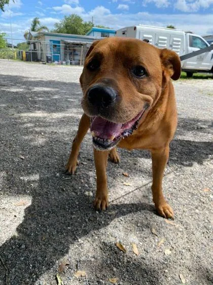 An adult large-sized male Pit Bull Terrier dog named Beef for adoption in Daytona Beach, FL