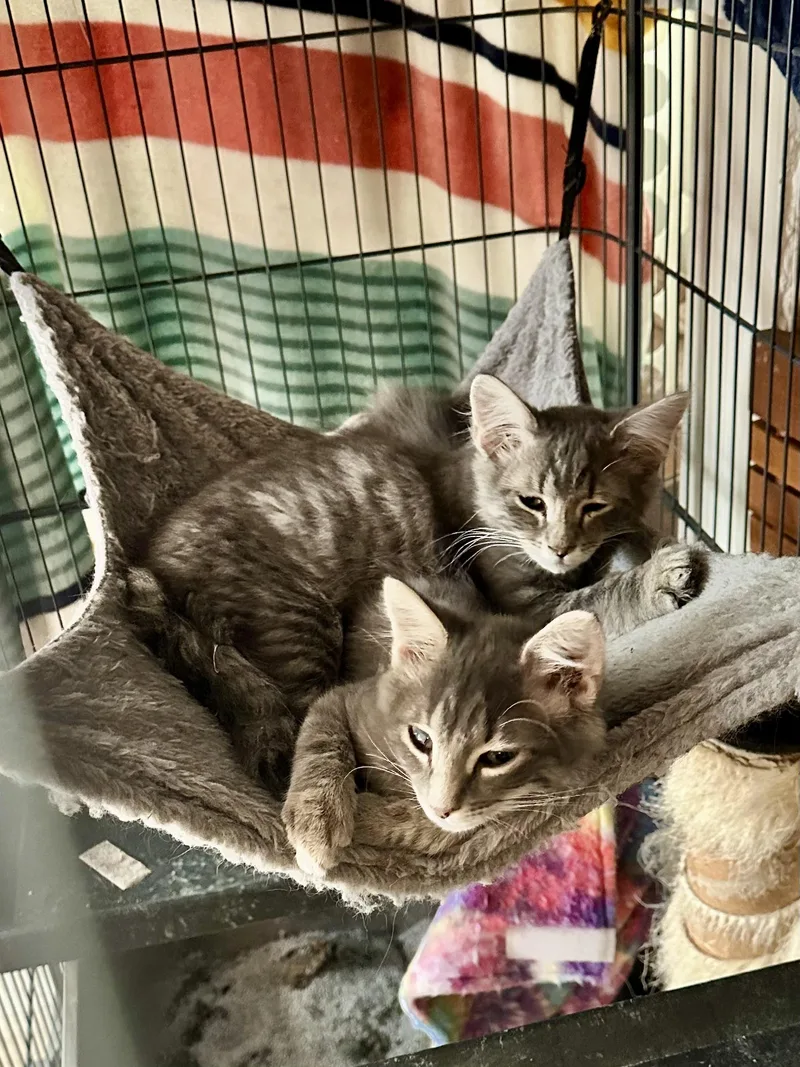 A baby medium-sized male Domestic Medium Hair cat named Falcon for adoption in Suffolk, VA