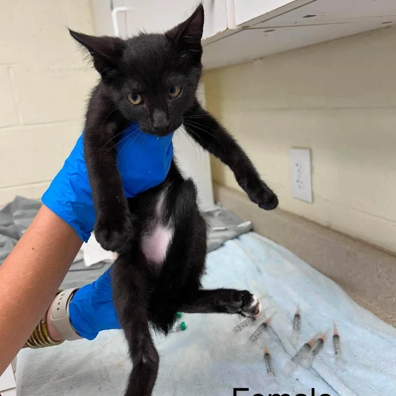 A baby small-sized female Black Domestic Short Hair cat named Chloe for adoption in Bastrop, TX