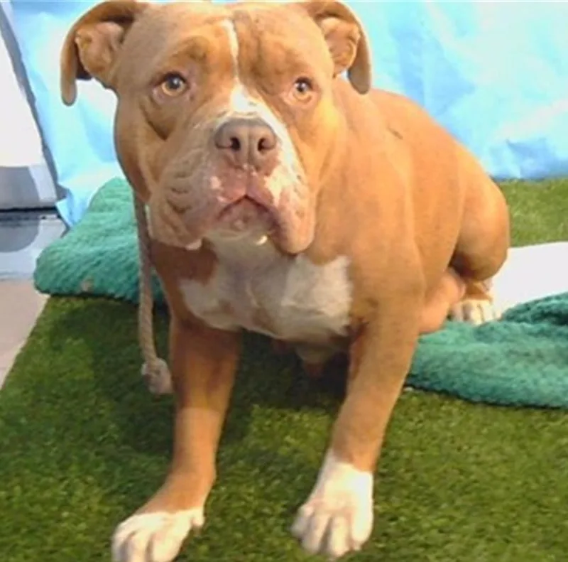 An adult medium-sized female Tricolor (Brown, Black, & White) American Staffordshire Terrier dog named Daisy for adoption in Bronx, NY