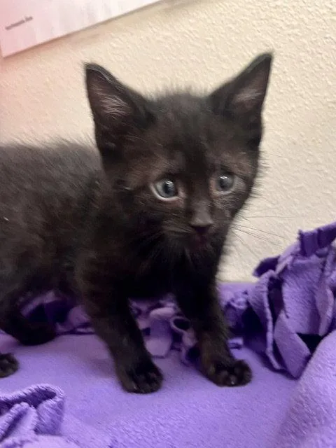 A baby small-sized female Black Domestic Short Hair cat named Donkey for adoption in Webster, WI