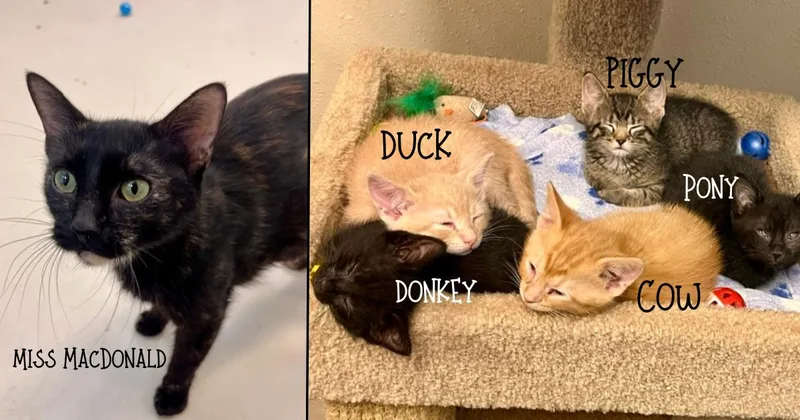 Donkey thumbnail 3