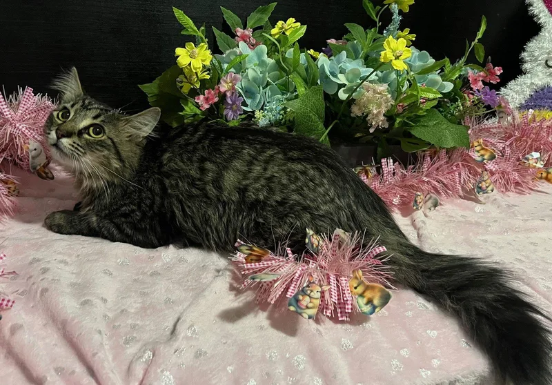 Mr Peppers thumbnail 2