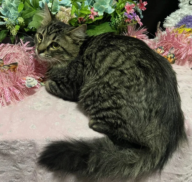 Mr Peppers thumbnail 3