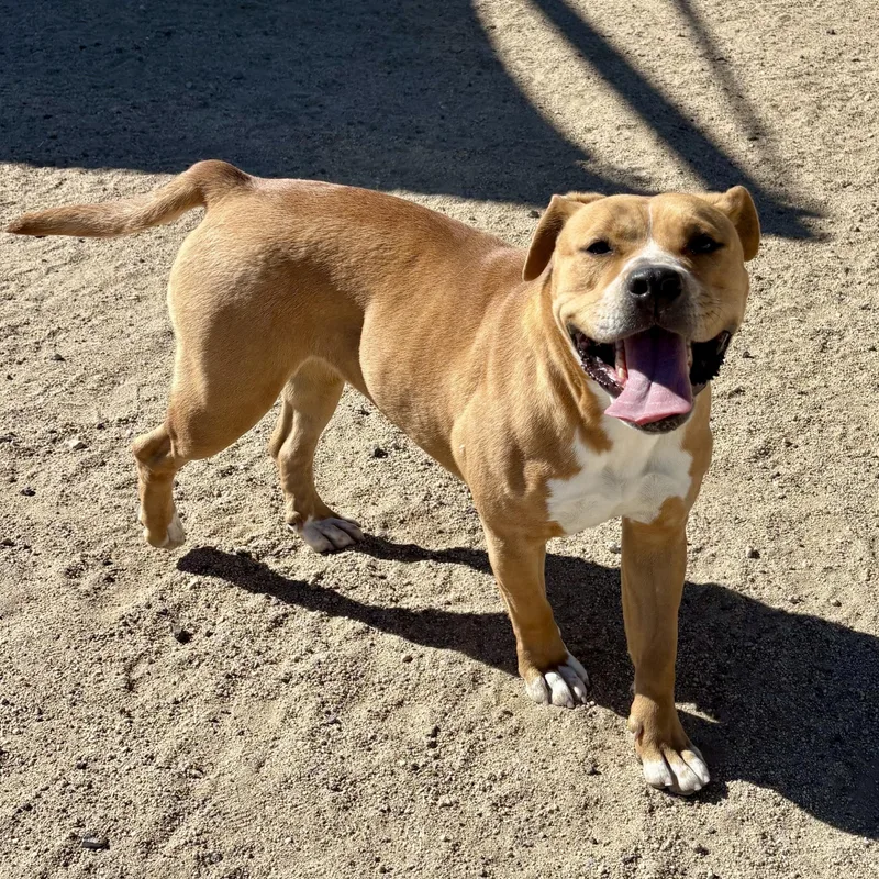 An adult large-sized female Golden Pit Bull Terrier dog named Rosie for adoption in Yucca Valley, CA