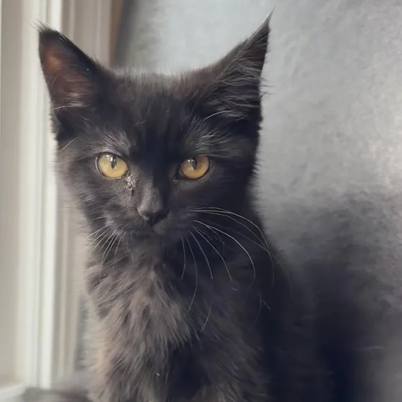A baby small-sized female Black Domestic Short Hair cat named Moon for adoption in South Elgin, IL