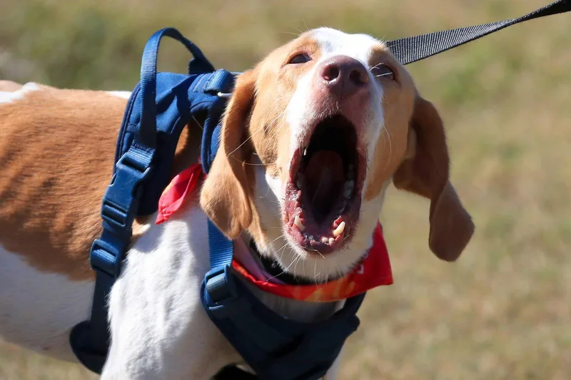 Gus Grissom thumbnail 2