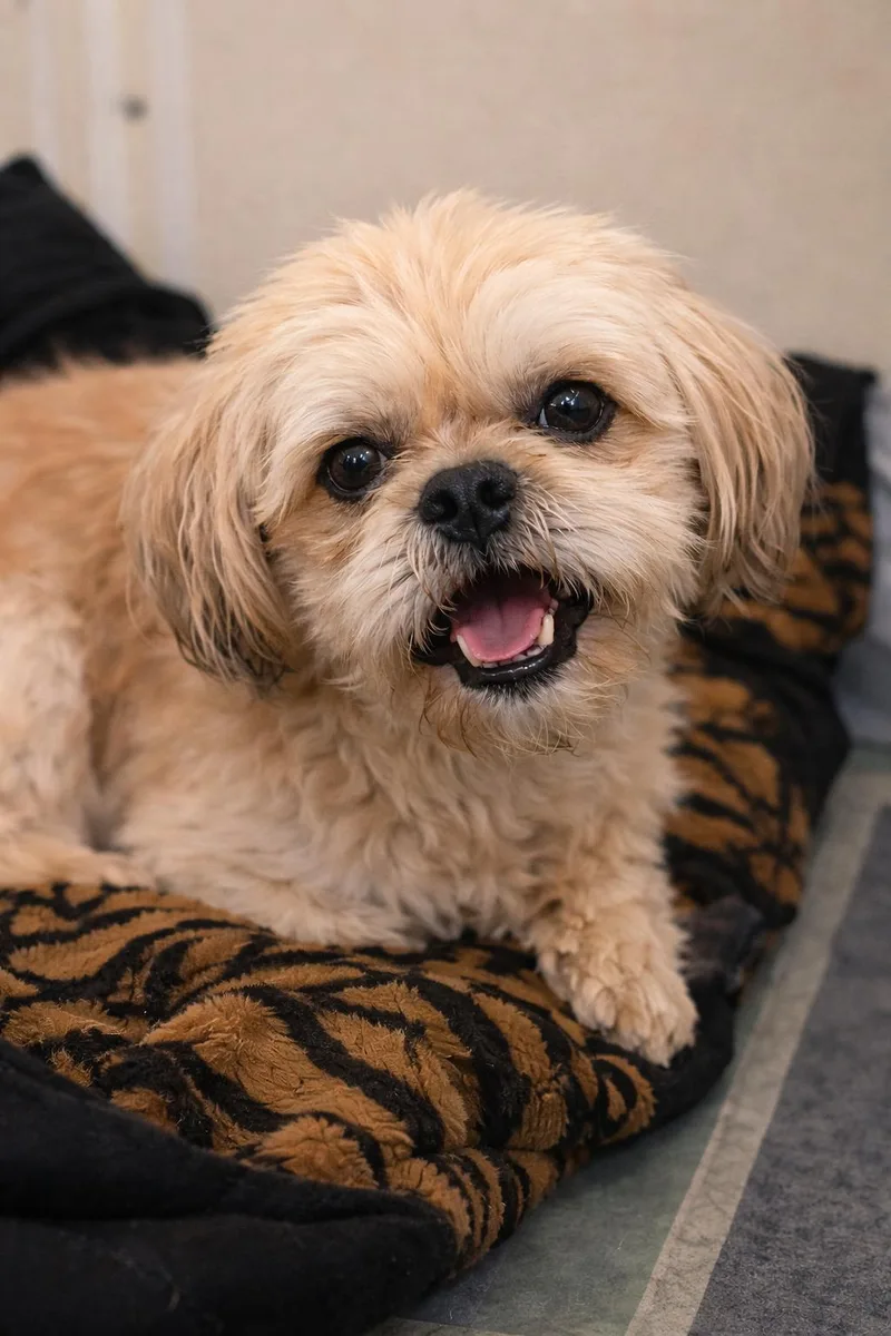 An adult small-sized male Shih Tzu dog named Cooper for adoption in Mount Prospect, IL