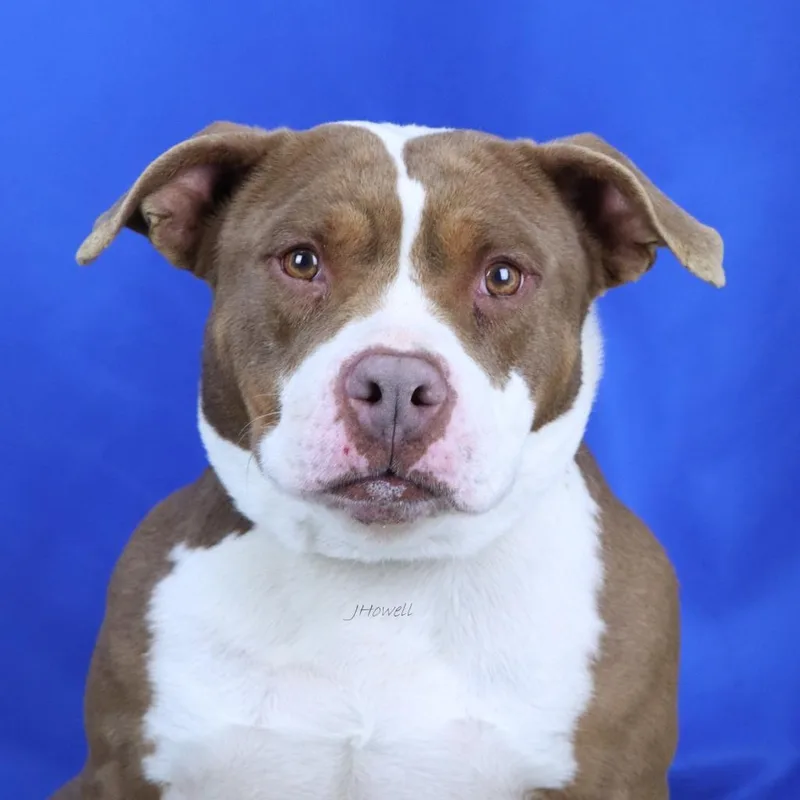 A senior large-sized female Red / Chestnut / Orange Pit Bull Terrier dog named Nugget  U for adoption in Tupelo, MS