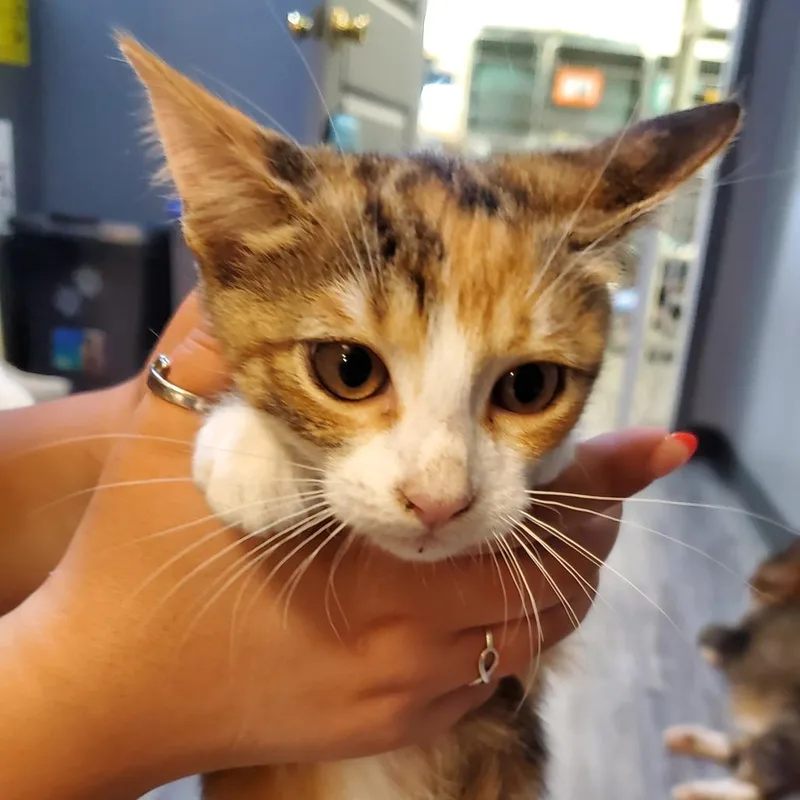 A baby small-sized female Calico Domestic Short Hair cat named Clawdia for adoption in Lake Jackson, TX