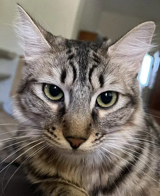A young medium-sized female Domestic Long Hair cat named Madeleine . for adoption in Antioch, CA