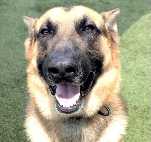 An adult medium-sized male German Shepherd Dog dog named Flaco for adoption in Houston, TX