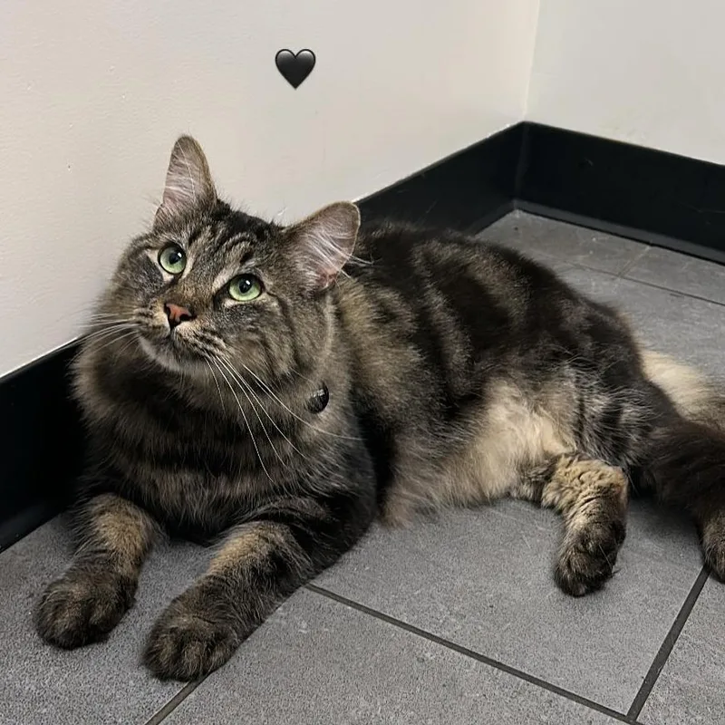 An adult small-sized male Gray / Blue / Silver Domestic Long Hair cat named Abel for adoption in Hemet, CA