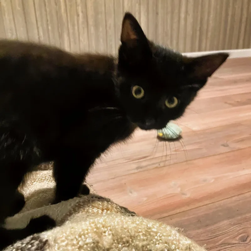 A baby small-sized male Black Domestic Short Hair cat named Meeko for adoption in Rochester, MN
