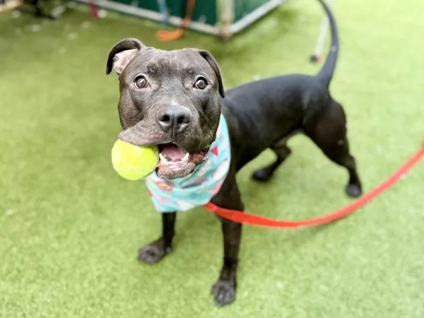 A young medium-sized male Mixed Breed dog named Flocca for adoption in New York, NY