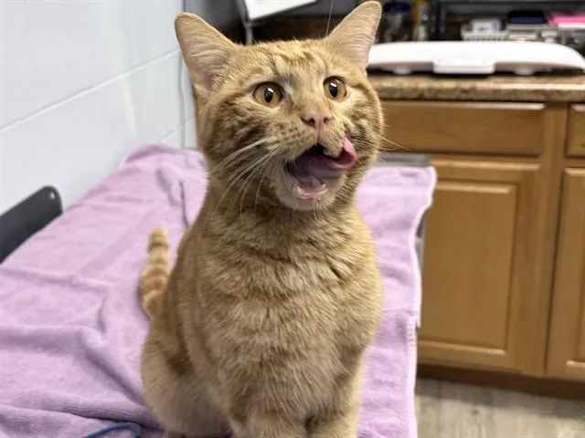 A young medium-sized male Domestic Short Hair cat named Bjorn for adoption in Ames, IA