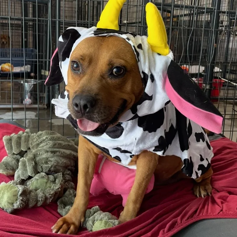 An adult medium-sized female Red / Chestnut / Orange Pit Bull Terrier dog named Natasha for adoption in Columbia, SC