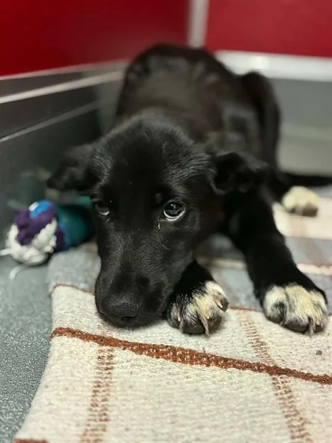 A baby small-sized female Labrador Retriever dog named A for adoption in Visalia, CA