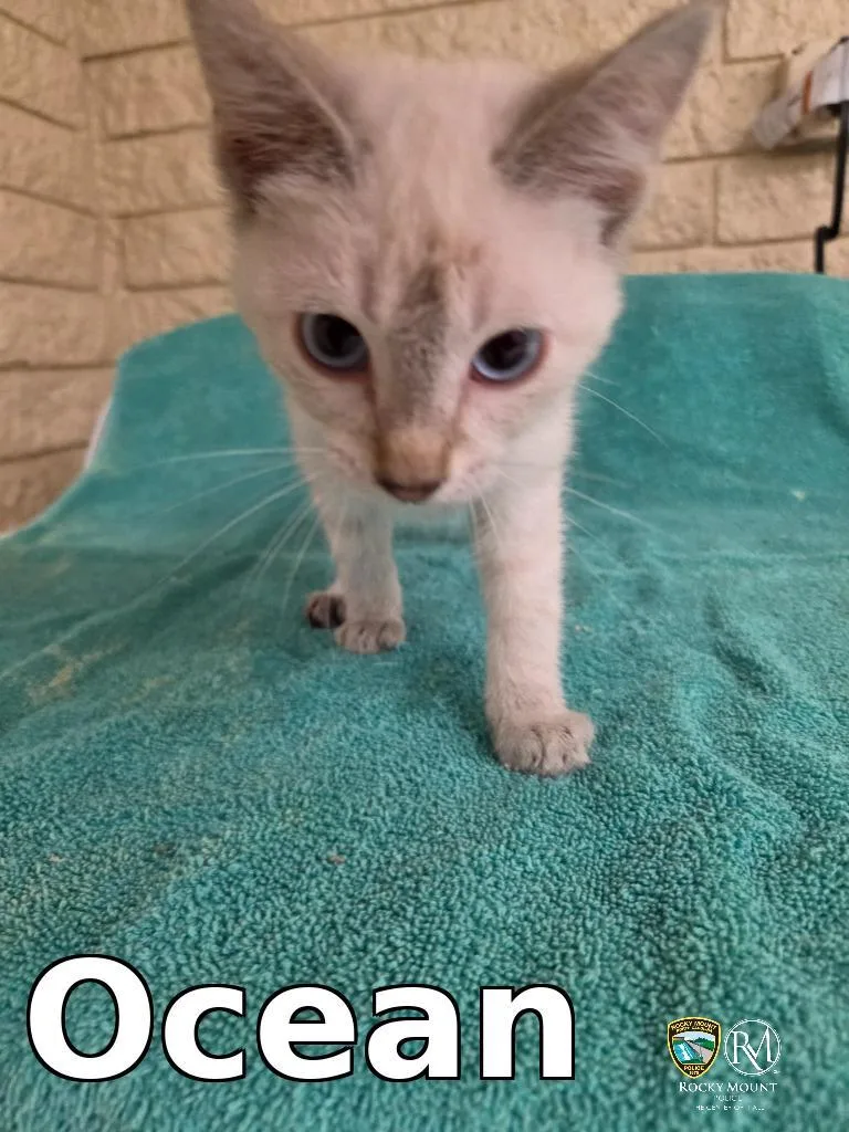 A baby medium-sized female Domestic Short Hair cat named Ocean for adoption in Rocky Mount, NC