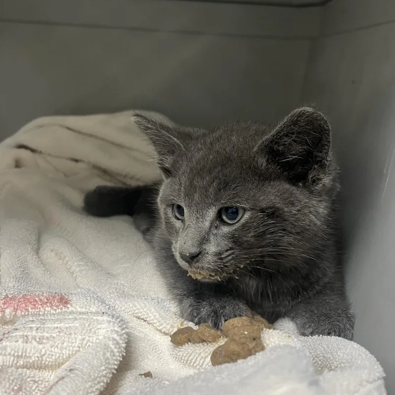 A baby small-sized female Gray / Blue / Silver Domestic Short Hair cat named 71096 for adoption in Harrisonburg, VA