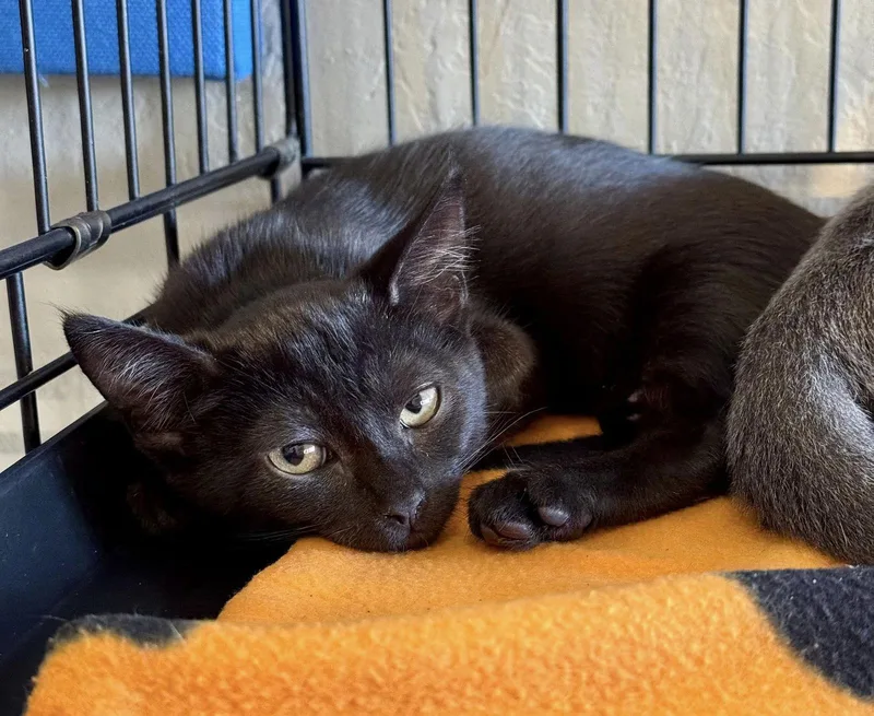 Romanand Calibri thumbnail 2