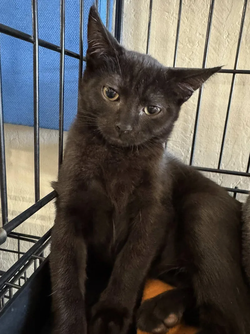 Romanand Calibri thumbnail 3