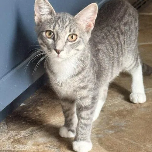 A baby small-sized female Domestic Short Hair cat named Homefry for adoption in Tampa, FL