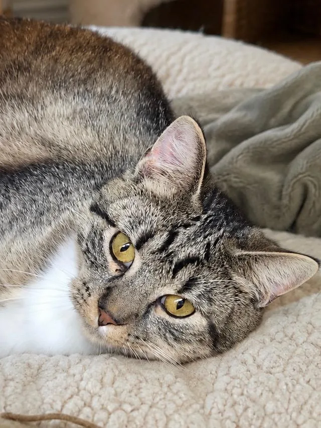 A young medium-sized female Tabby (Brown / Chocolate) Domestic Short Hair cat named Buggs & Harper for adoption in Sioux Falls, SD